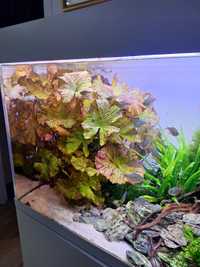 LOTOS akwarium kraków  roślina akwariowa
