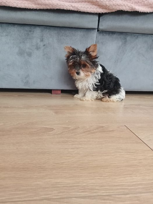 Biewer Yorkshire terrier