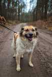 Księżniczka Idzia do adopcji! Za darmo
