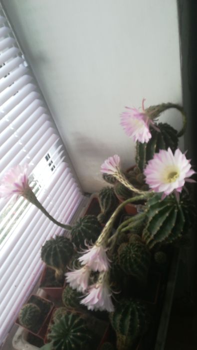 Кактусы цветущие