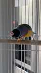 Diamante Gould com gaiola