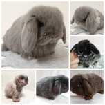 Króliki Mini -Lop