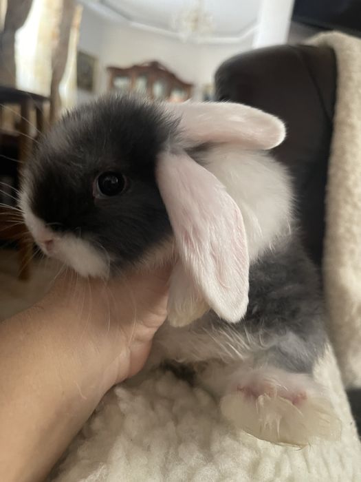 Кролик висловухий , МиниЛоп, елітні карликові кролики