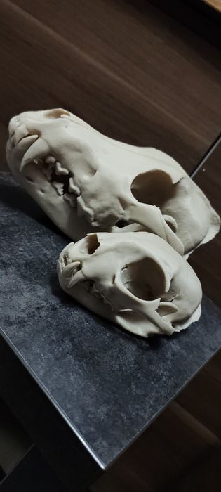 Modele 3d naukowe czaszki wydruki