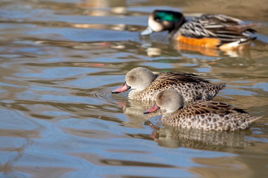 Kaczki ozdobne-CYRANECZKI PŁOWE pary i samce 2025