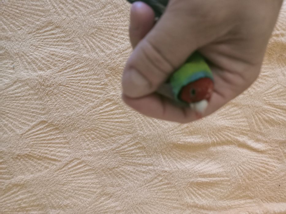 Klatka dla ptaka mała