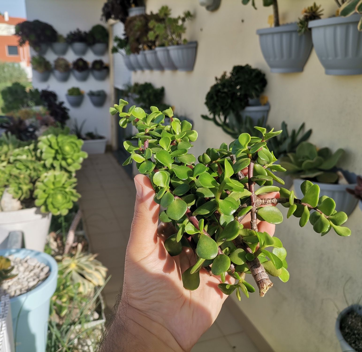 6 x estacas de Portulacaria afra, Planta Elefante, Suculenta