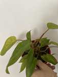 Philodendron Painted Laidy