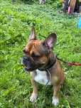 Buldog francuski