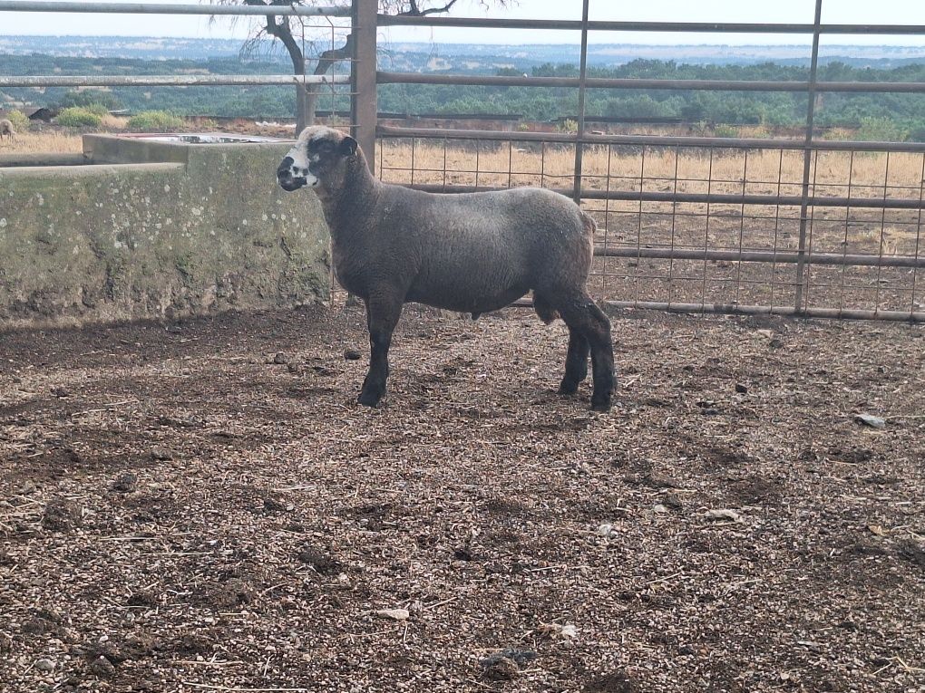 Malato 9 meses p3 PURO