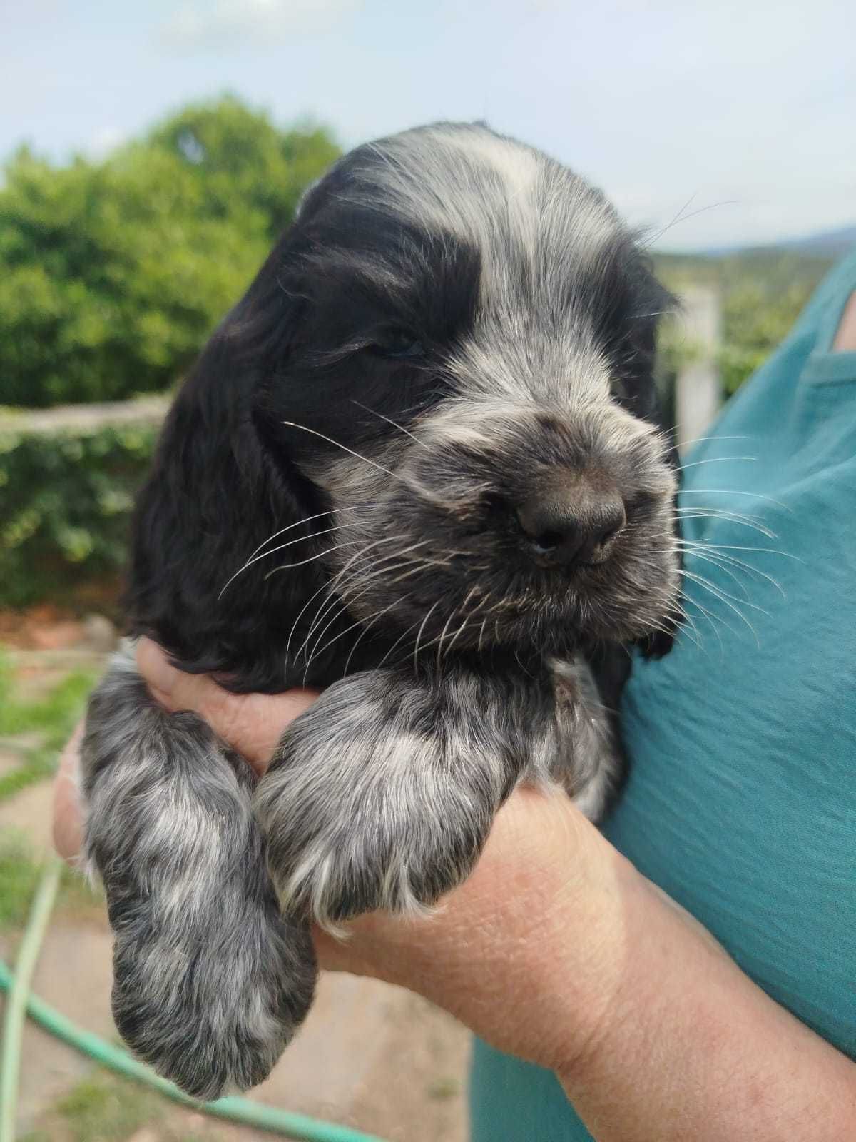 Cocker Spaniel Femea