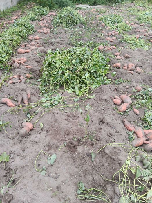 Batata doce nova biologica  1€ kg