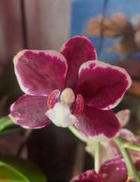 Орхидея фаленопсис сортовая Белинзона