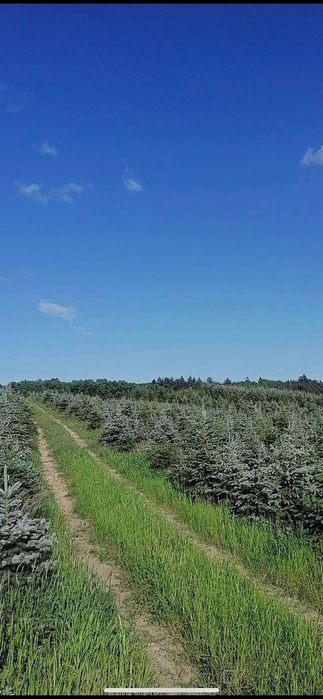 Świerk Srebny i Serbski Plantacja Choinek