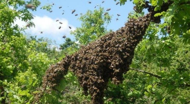 Зніму Рій бджіл за літр меду по Одесі, рой пчел