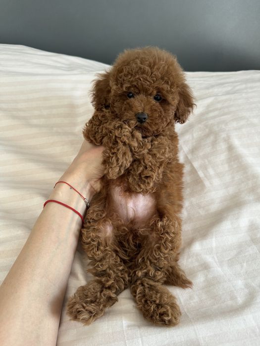 Той пудель мальчик ред браун