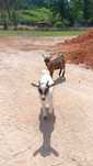 Cabras anãs 3 meses
