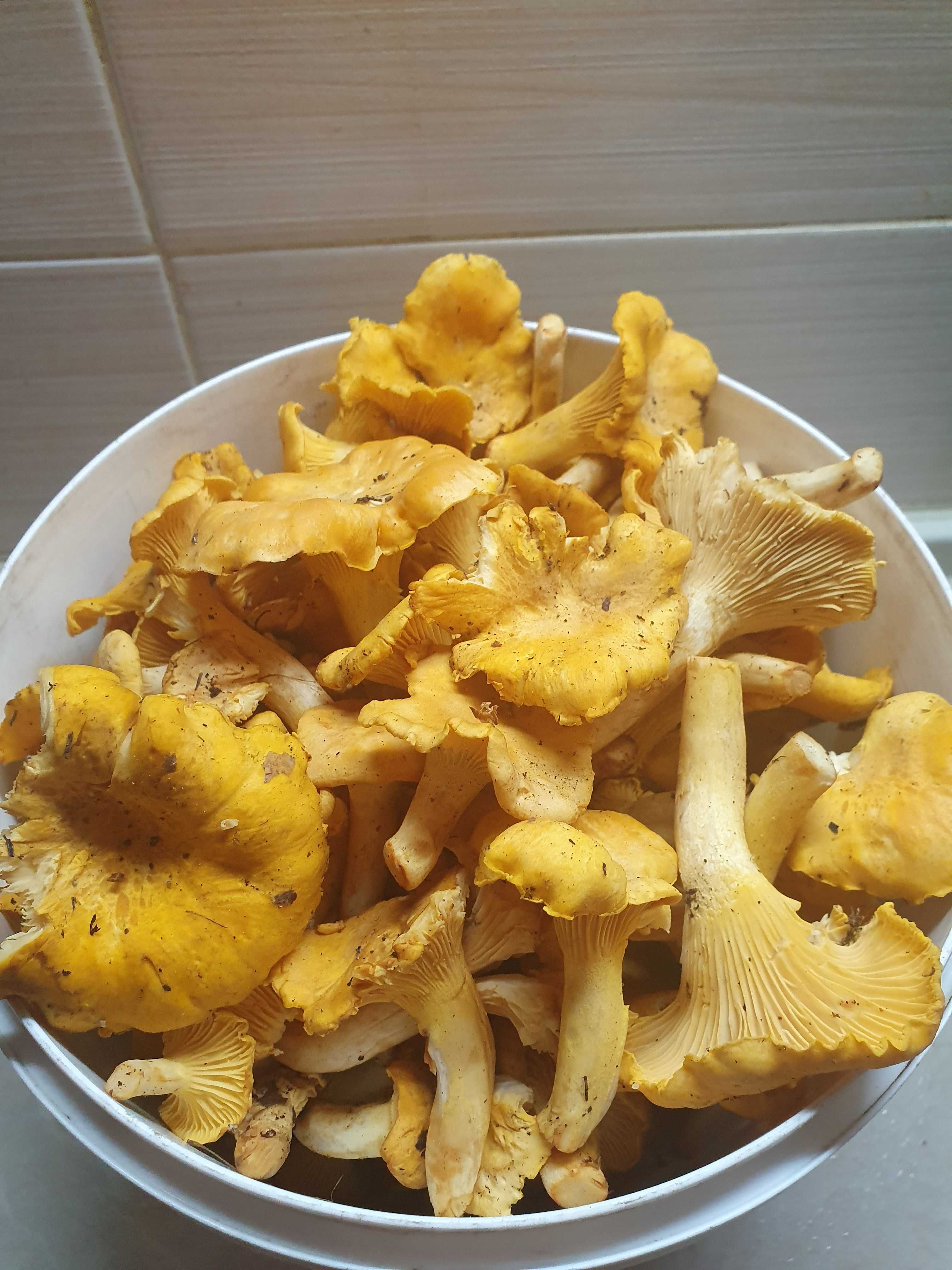 Свіжі гриби - лисичка