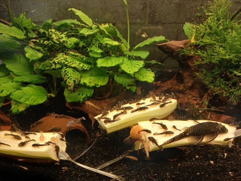 Młode glonojady/zbrojniki