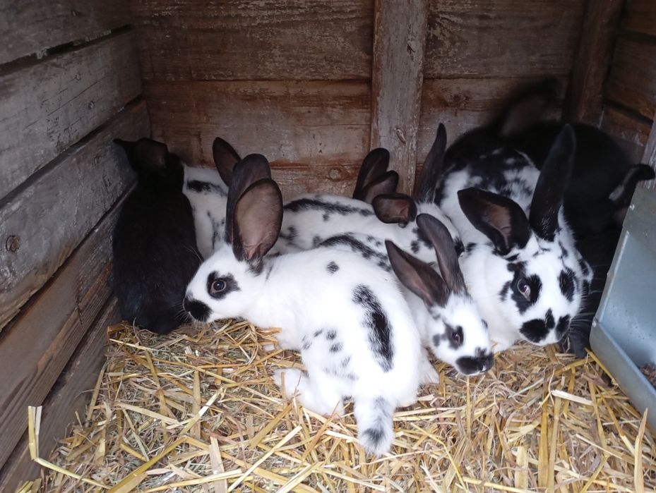 Sprzedam młode króliki