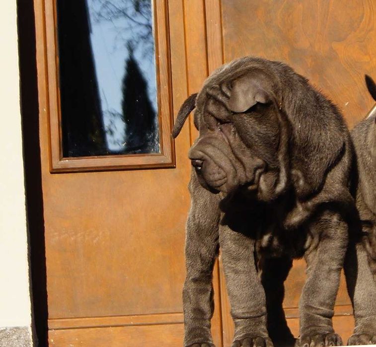 Filo, piękny samiec Shar Pei ,z rodowodem, zagraniczni rodzice FCI