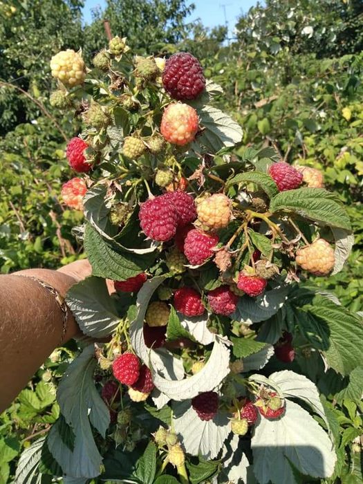 Продам Саджанці малини