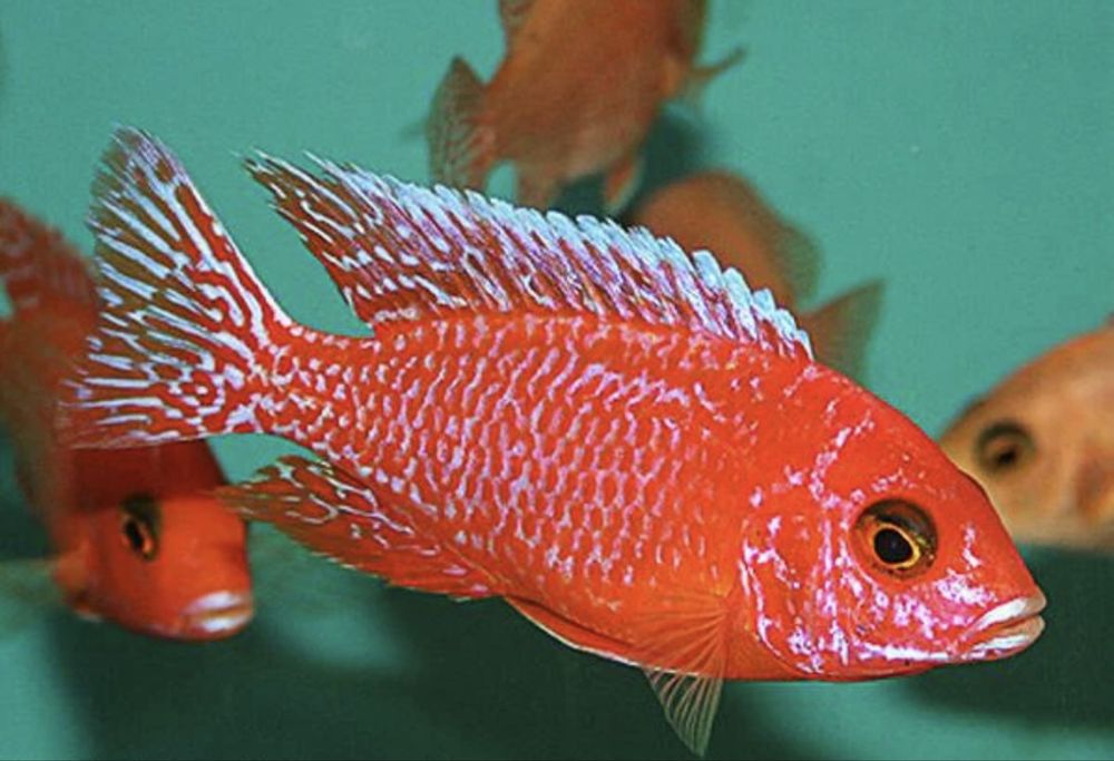 Auloconara fire fish 6-8 cm dorosłe wybarwione