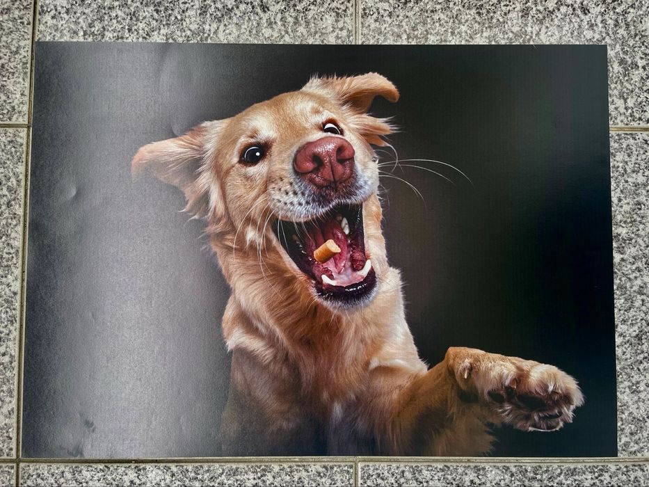 Fotos animais ( caes )