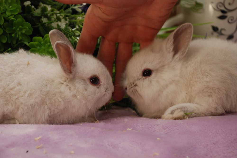 Малышня миники Карликовые декоративные кролики