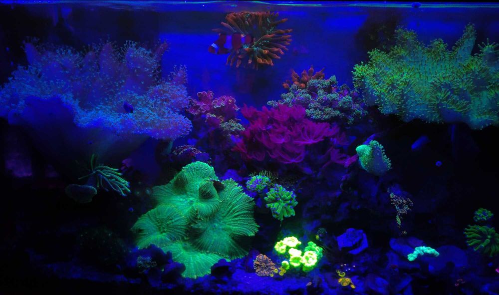 Akwarium morskie z koralowcami i uruchomieniem prezent pod choinkę