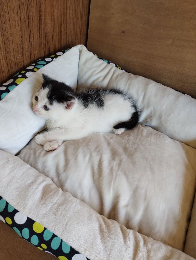Kot kotek do adopcji
