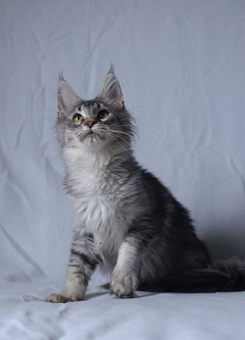 Gotowa na zmianę domu, dziewczynka czarna ze srebrem MCO