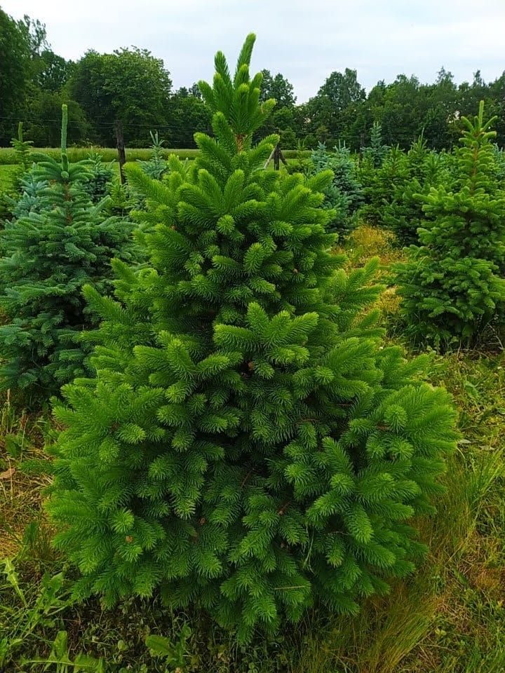 Świerk srebrny kłujący kopane z gruntu własna plantacja choinki