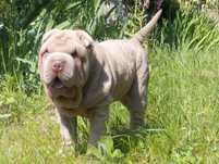 Shar pei piesek liliowy