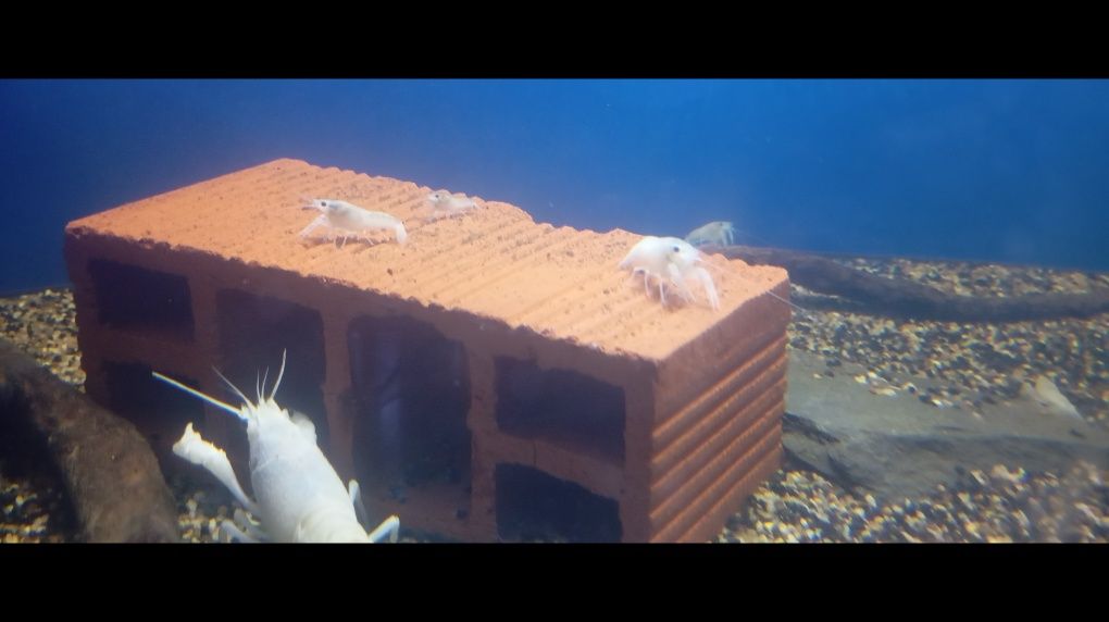Lagostins albinos