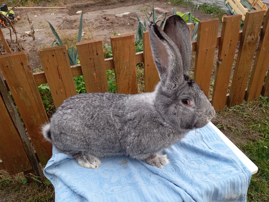 Belgijski Olbrzym Szynszylowy