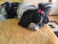Shih Tzu – 4-letnia suczka z rodowodem PFK – powystawowa, na kolanka