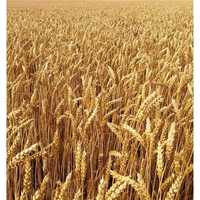pszenica, kukurydza  2023r. z małego gospodarstwa.