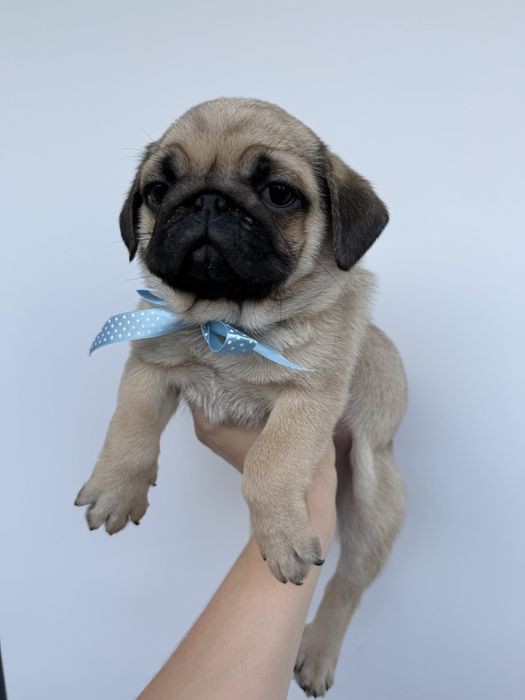 Мопси - цуценята.  Договірна ціна