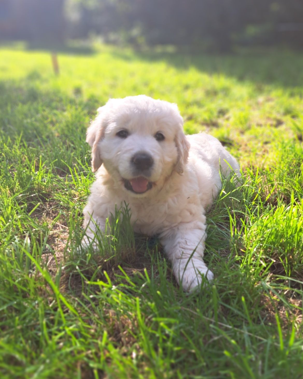 Golden Retriever