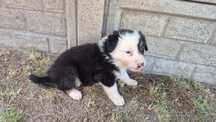 Piesek Border Collie