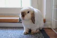 Królik Pyza - Pilnie szuka nowego domu - Mini Lop z wyposażeniem
