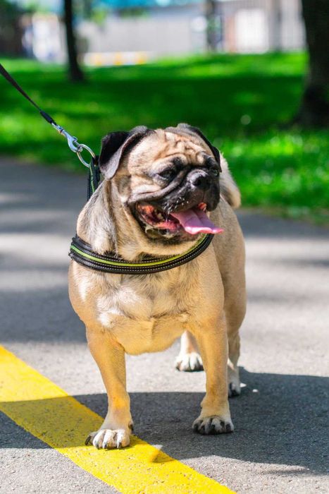 Мопс Марк для вязки (случки) - расходы берём на себя