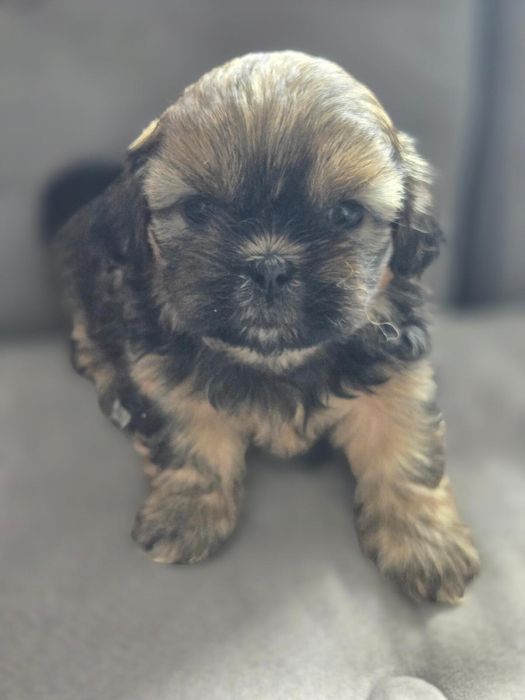 Sliczne piesek Shih Tzu !