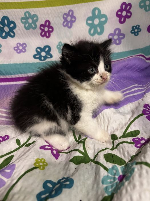 Кошеня в добрі руки