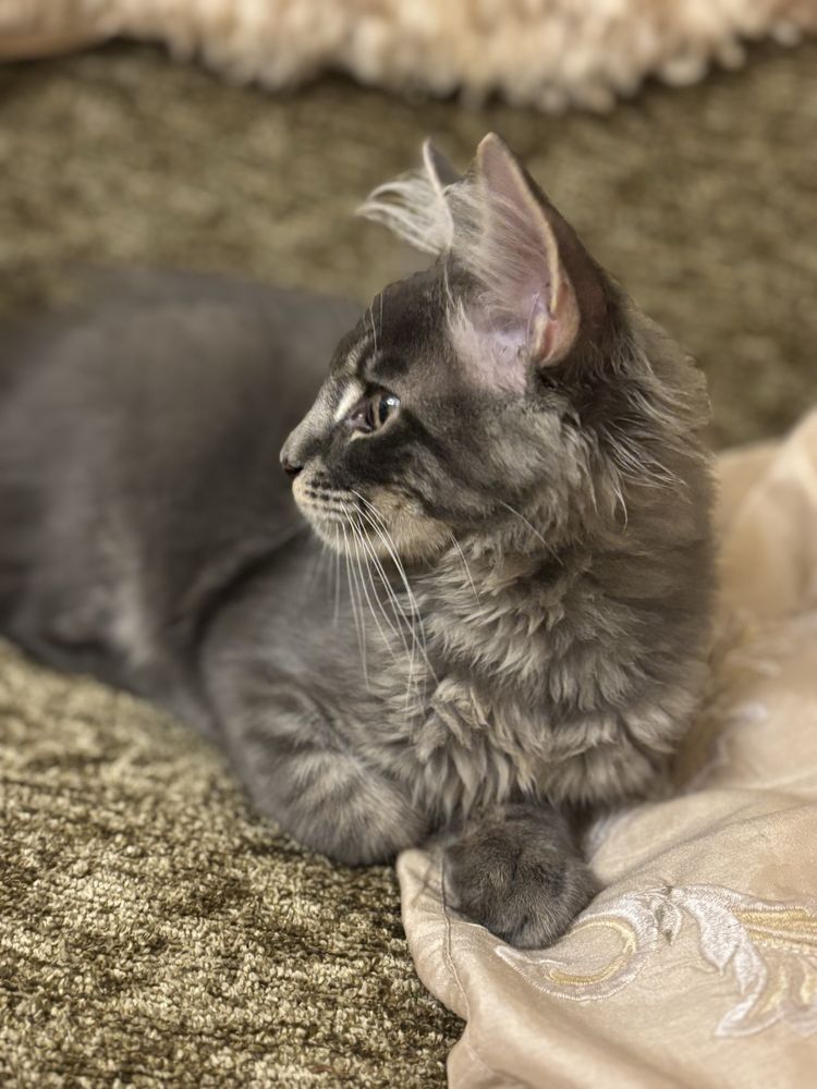 Maine coon szary kocurek Fife kot Filipek