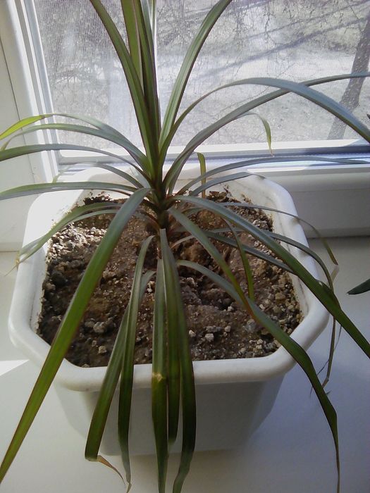 Продам цветок драцена