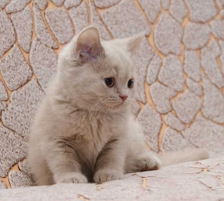 Британские котята лиловий окрас блю поинт