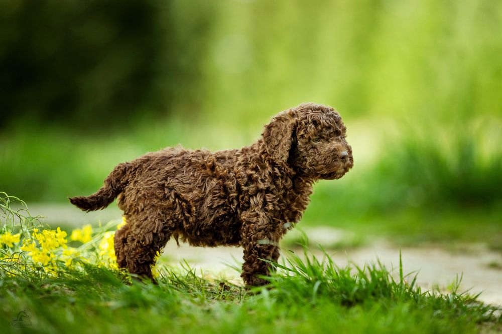 Lagotto Romagnolo