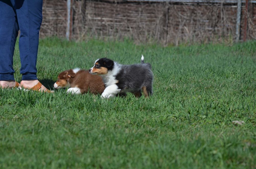 Ауссі з генетичними тестами! Київ,або відправлю. Є "Оплата частинами"